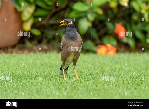 Common Myna Insect Hi Res Stock Photography And Images Alamy