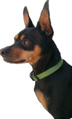 Min Pin vs Chihuahua: Breed Comparison