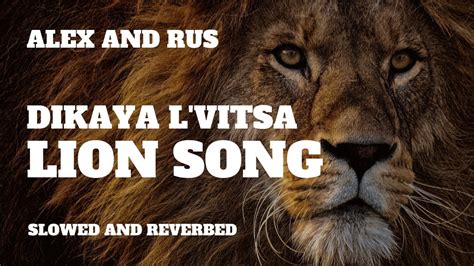 Dikaya L'vitsa (Slowed and Reverbed) | Lion Song Dikaya Lvica | Alex ...
