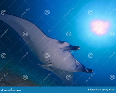 Reef Manta Manta Alfredi Stock Image Image Of Remora 104004619