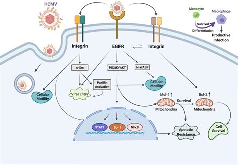 Frontiers Human Cytomegalovirus Host Interactions Egfr And Host Cell