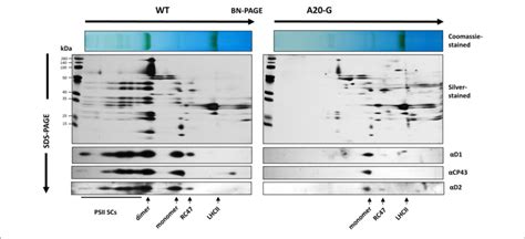 | 2D gel analysis of thylakoid proteins. Detergent-solubilised membrane... | Download Scientific ...