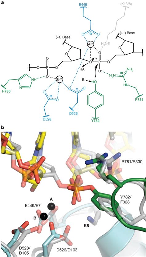 DNA Cleavage By Type IA And II Topoisomerases A Proposed Cleavage