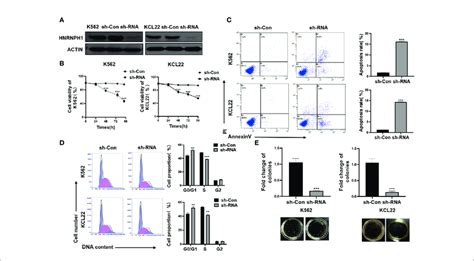 Hnrnph Downregulation Promotes Apoptosis Of Cml Cells A K And