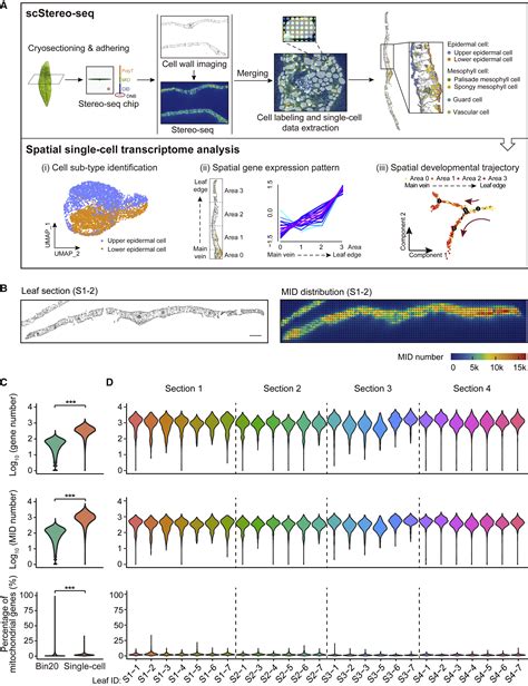 The Single Cell Stereo Seq Reveals Region Specific Cell Subtypes And