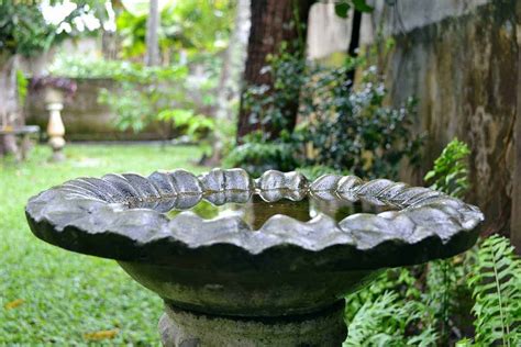 How To Keep Mosquitoes Out Of Birdbaths Pest Control Zone