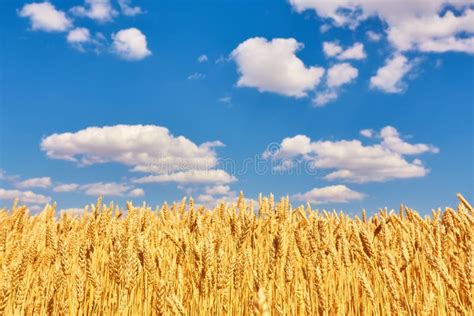 Gold Wheat Field And Blue Sky Ukraine Europe Stock Photo Image Of