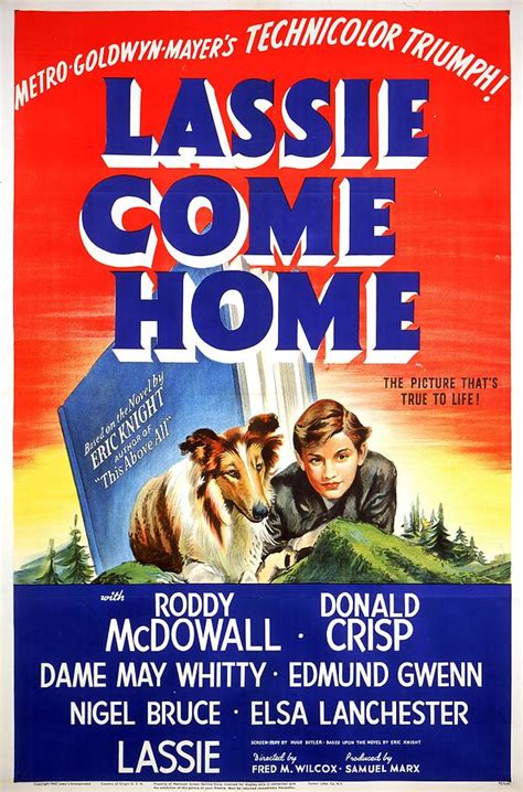 Lassie Come Home -1943-. Photograph by Album - Fine Art America