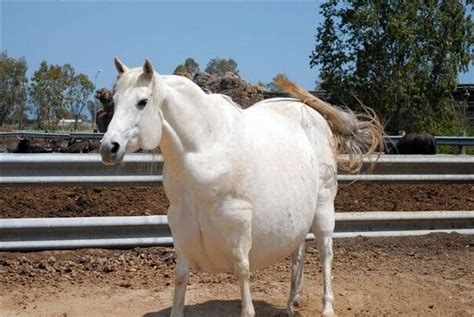 Amazing Photos: Fattest Animals in the World