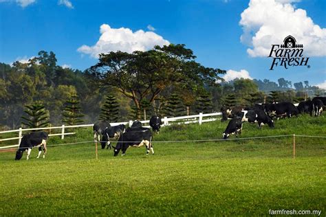 farm freshs  net profit jumps   strong sales  margins