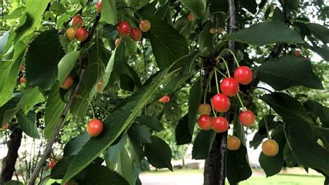 Cest La Saison Des Cerises Au Jardin Comment Les Prot Ger Des