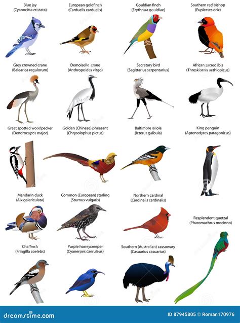 Different Types Of Birds With Names And Pictures