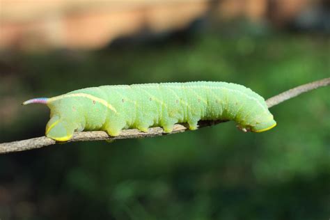 Found a Sphinx Moth Caterpillar in my Garden Yesterday : r/SeattleWA