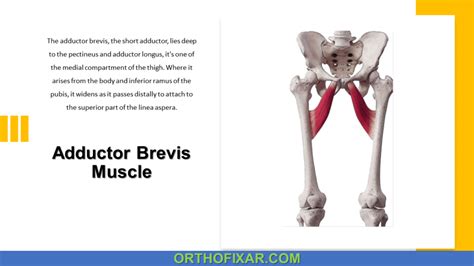 Adductor Brevis Muscle Anatomy Overview OrthoFixar 2025