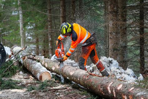 Film Ab Nachhaltige Forstwirtschaft Bedeutet Auch Holz Nutzen