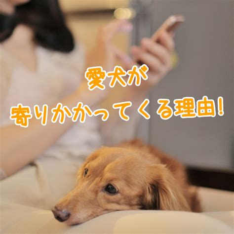 愛犬が寄りかかってくる！そこにはどんな理由が隠されている？