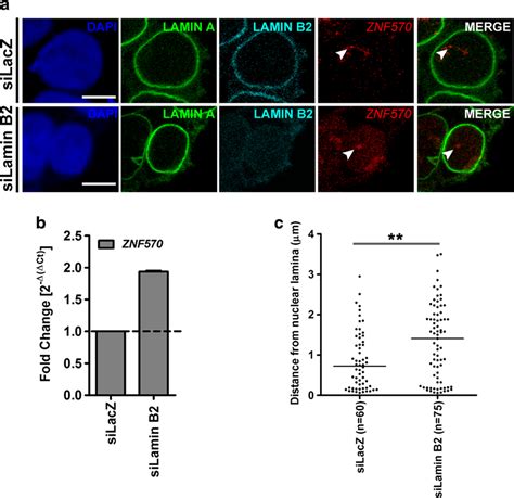 Enhanced Expression Level And Altered Spatial Organization Of Gene Loci