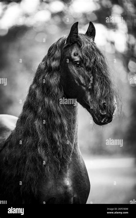 Black And White Friesian Horse