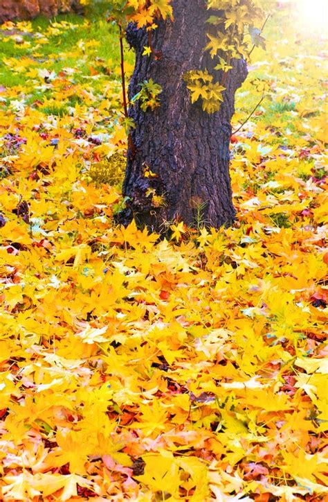 Fallen Yellow Maple Leaves On The Ground In Autumn Outdoor Stock Photo