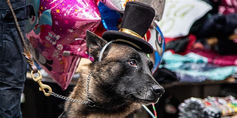 Chilango San Valent N Perritos Polic A Reparten Amor En Cdmx Fotos