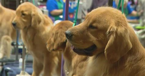 Great American Dog Show Coming To Chicago Cbs Chicago