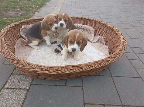 Suczka Beagle Tricolor Gotowa Do Odbioru Garwolin Olx Pl