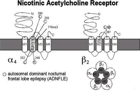 Proposed structure of the nicotinic acetylcholine receptor with ...