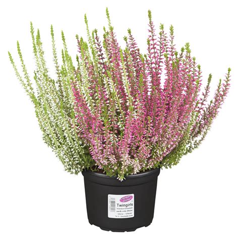 V Es Obecn Calluna Vulgaris Gardengirls Twin Pr Kv Cm Koupit