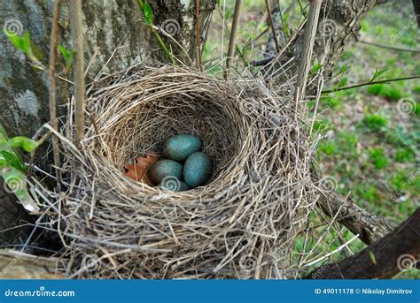 Blackbird Nest With Eggs Stock Photo Image Of Blackbird