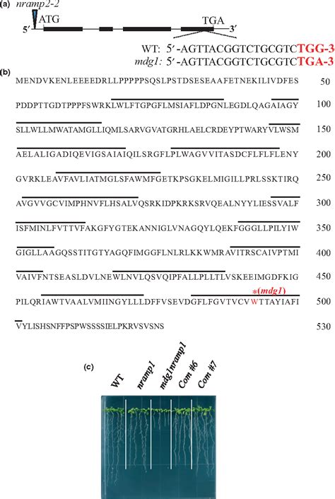 Figure From Nramp A Trans Golgi Network Localized Manganese