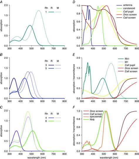 Functional Interplay Of Visual Sensitizing And Screening Pigments In