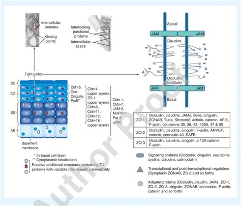 Dynamics Of Tight Junction Proteins In The Epidermis A Actin Cldn