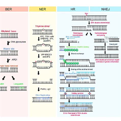 DNA Repair Mechanisms Representative Eukaryotic DNA Repair Pathways