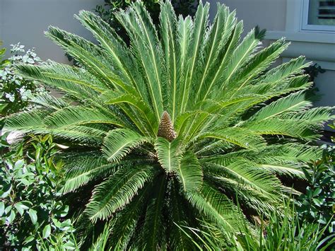 Real World Gardener: Cycads, Seeds and Stripes on Herons