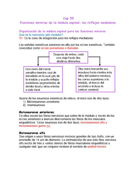 Resumen Del Cap Cap Funciones Motoras De La M Dula Espinal Los