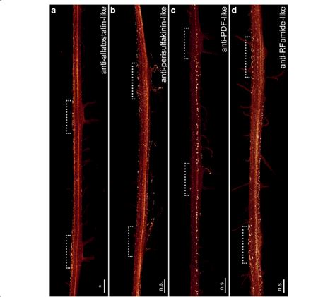 Organisation Of Individual Ventral Nerve Cords In Onychophora As