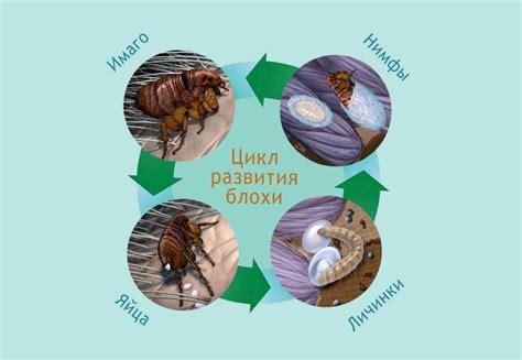 Домашние блохи – Dez Service