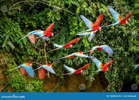 Flock of Red Parrot in Flight. Macaw Flying, Green Vegetation in ...