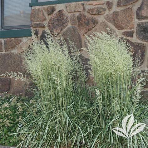 El Dorado Feather Reed Grass Stow Garden Center