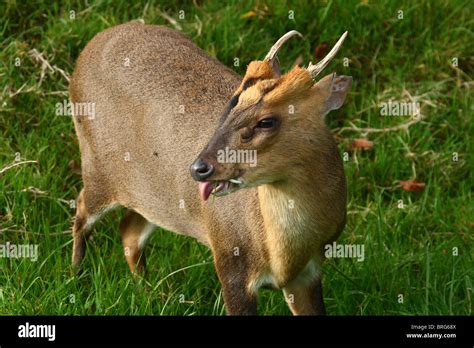 Muntjac Muntiacus Reevesi Adult Showing Tusks Stock Photo Alamy