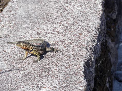 El lagarto de lava de Galápagos Microlophus albemarlensis es endémico