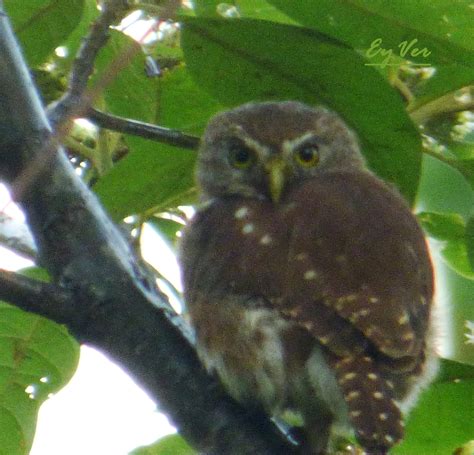 Ferruginous Pygmy Owl From Orito Putumayo Colombia On June