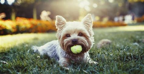 Reductor Destino once razas de perros chiquitos para niños Prestigioso