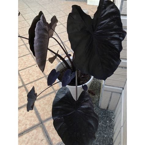 黑珊瑚水芋 、觀葉植物、側芽 Colocasia Esculenta Black Coral 蝦皮購物