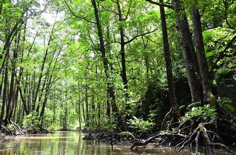 Kepentingan Pokok Paya Bakau Kuala Sepetang Eco Tourism Matang