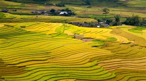 Terraced rice fields stock image. Image of food, green - 25072665