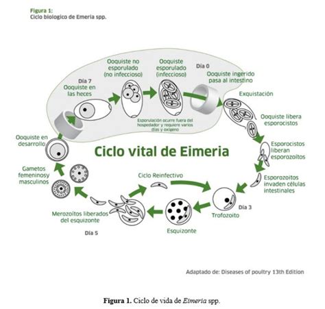 Coccidiosis Aviar Agrovet Market