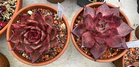 Echeveria Agavoides Sanguinea And Echeveria Agavoides Romeo R Succulents