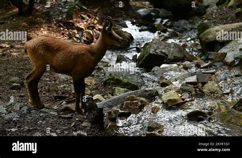 Spanish pyrenees wildlife Stock Videos & Footage - HD and 4K Video ...