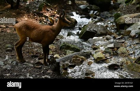 Spanish pyrenees wildlife Stock Videos & Footage - HD and 4K Video Clips - Alamy